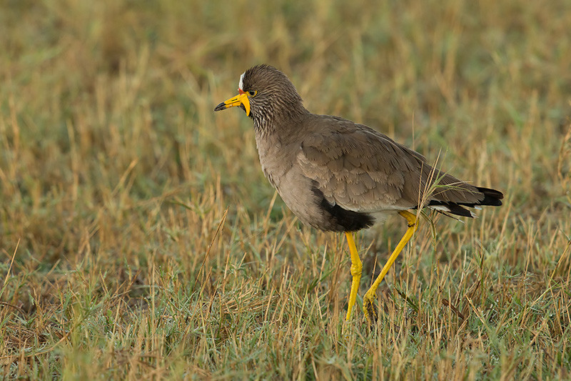 Wattled Plover