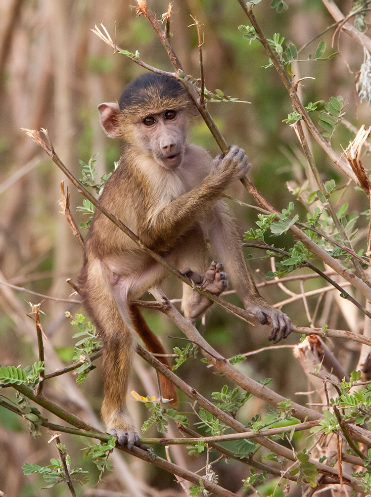 Blue velvet monkey