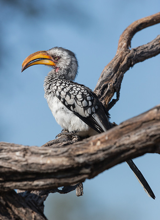 Yellow Billed Hornbill