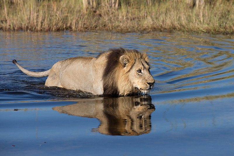 Leeuw, Lion