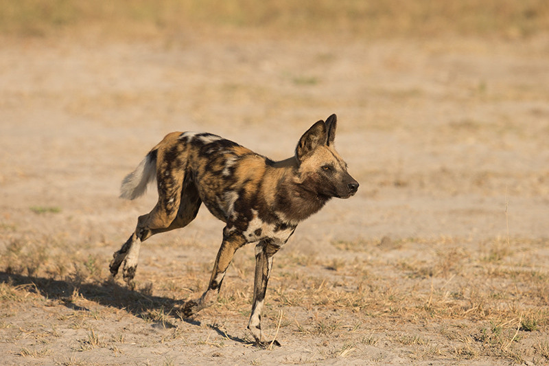 African Wild Dog, Afrikaanse Wilde Hond