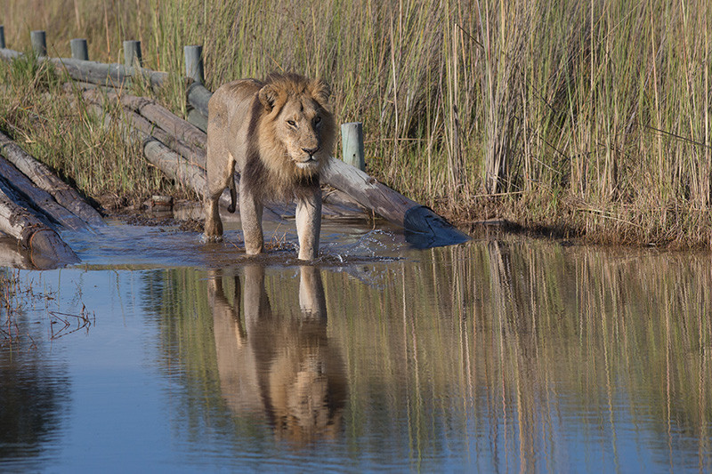 Lion getting into the water
