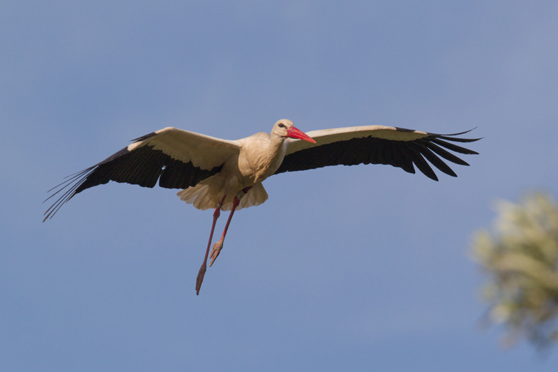 Stork, Ooievaar