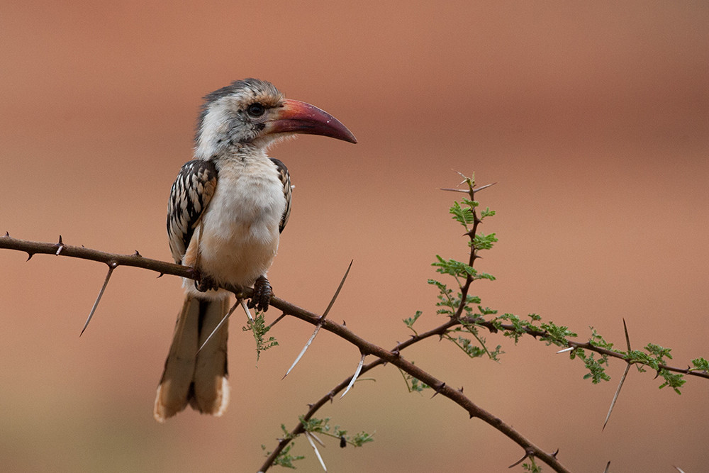 Red Billed Hornbill