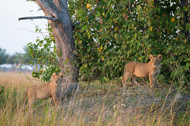 Lion Cubs