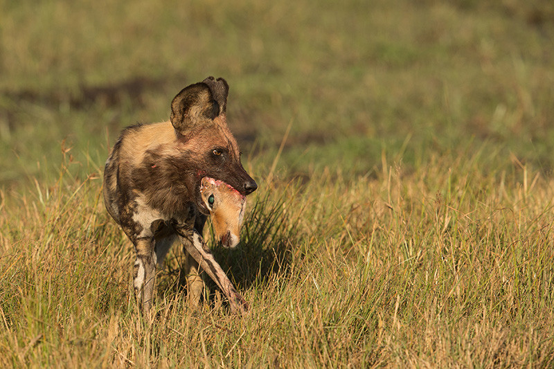 African Wild Dog with prey, Afrikaanse Wilde Hond met buit