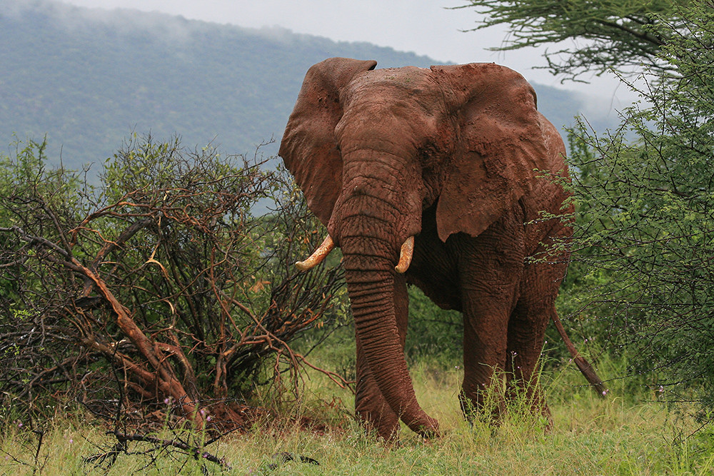Elephant, Olifant