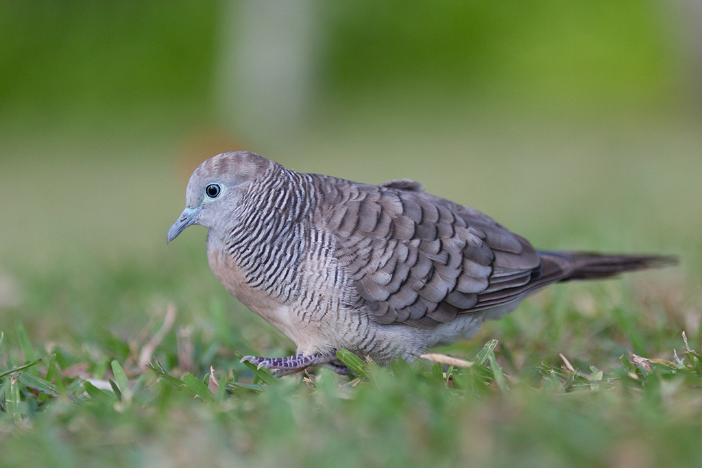 Barred Ground Dove