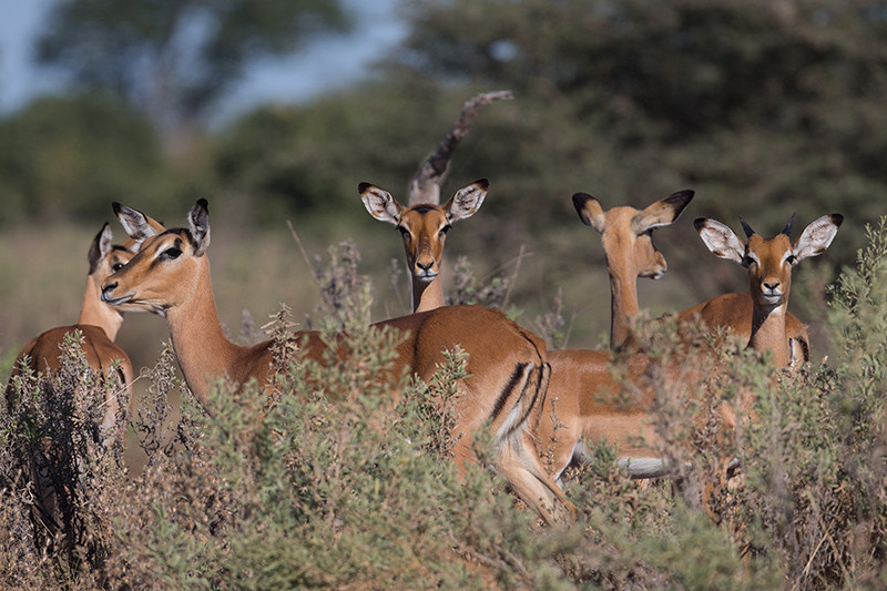 Impala
