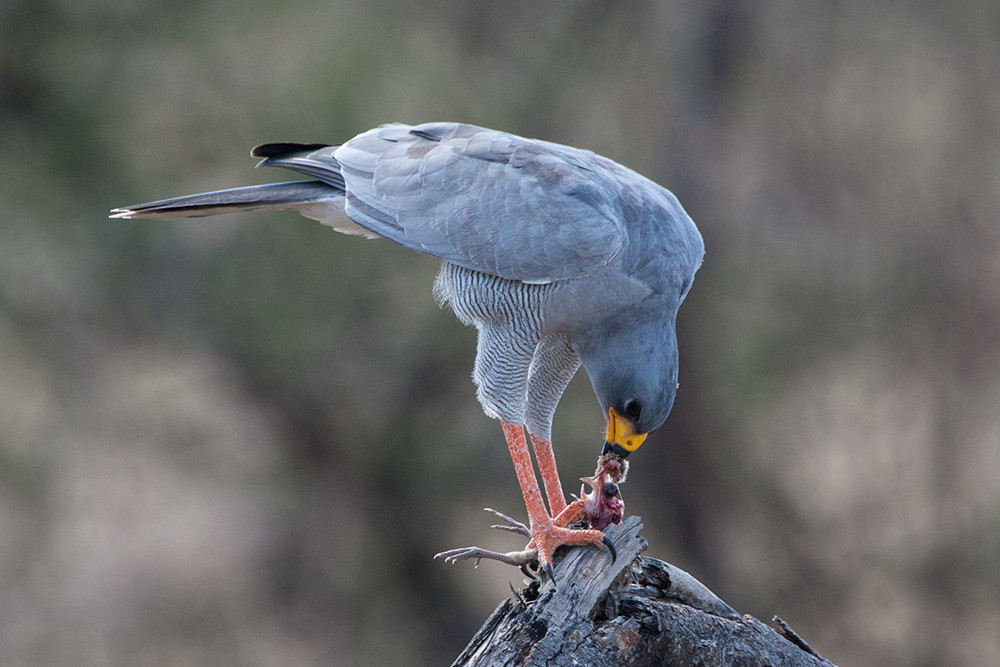 Dark Chanting Goshawk with prey