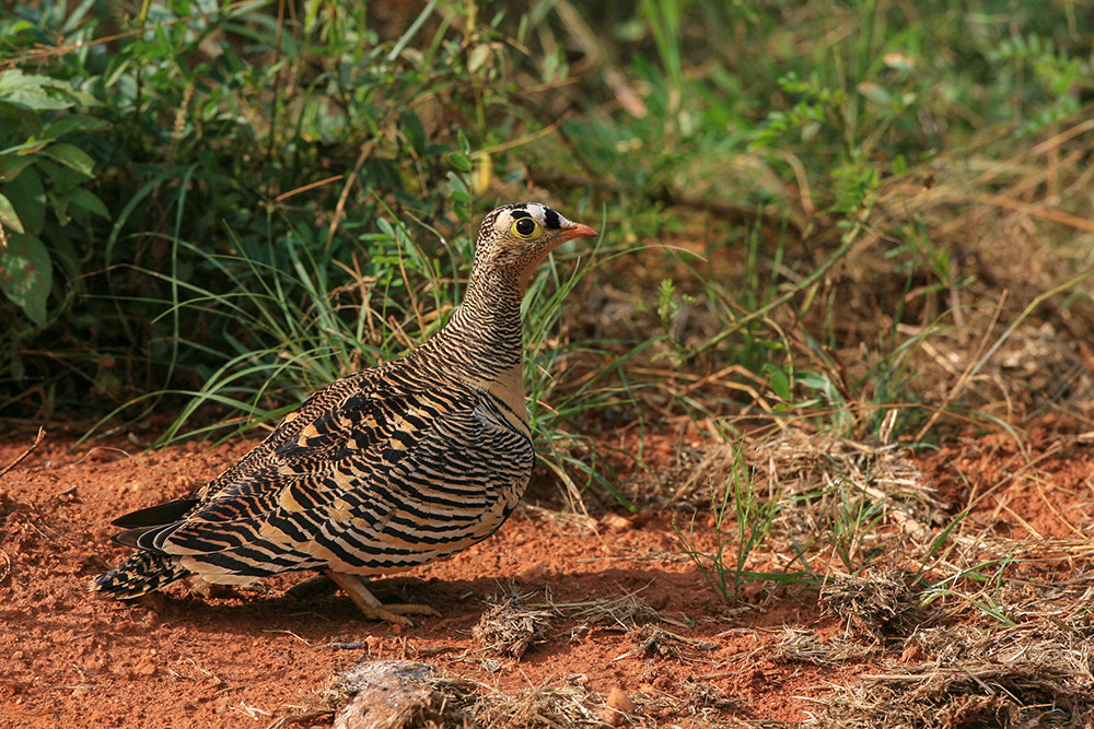 Liechtenstein's Sandgrouse