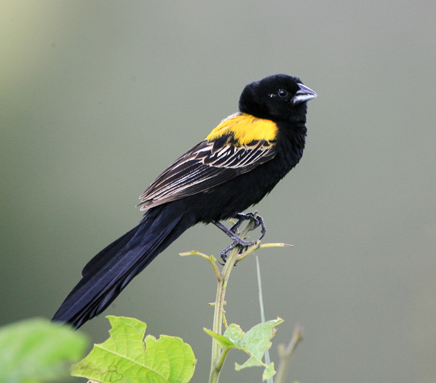 Yellow Mantled Widdowbird