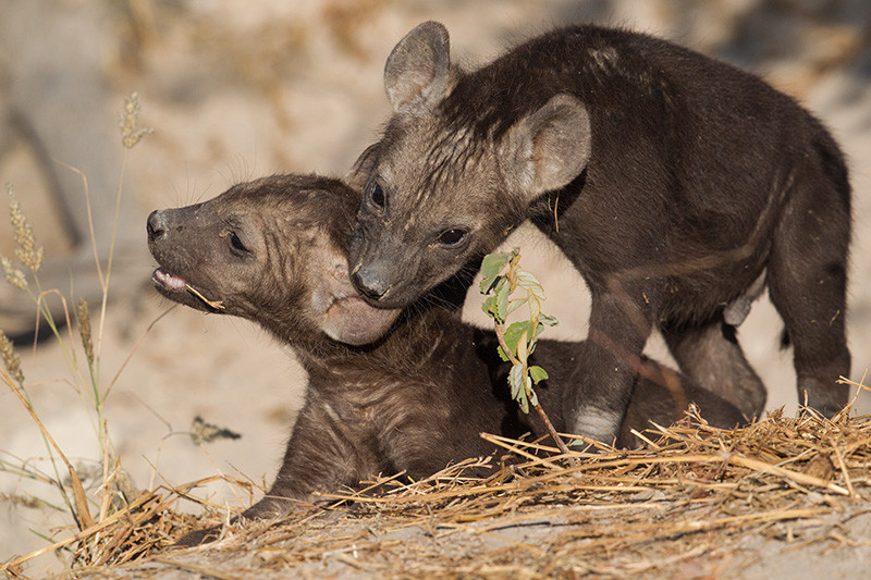 Hyena Cubs