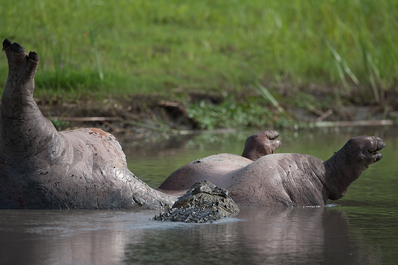 Hippo eaten by Crocodiel