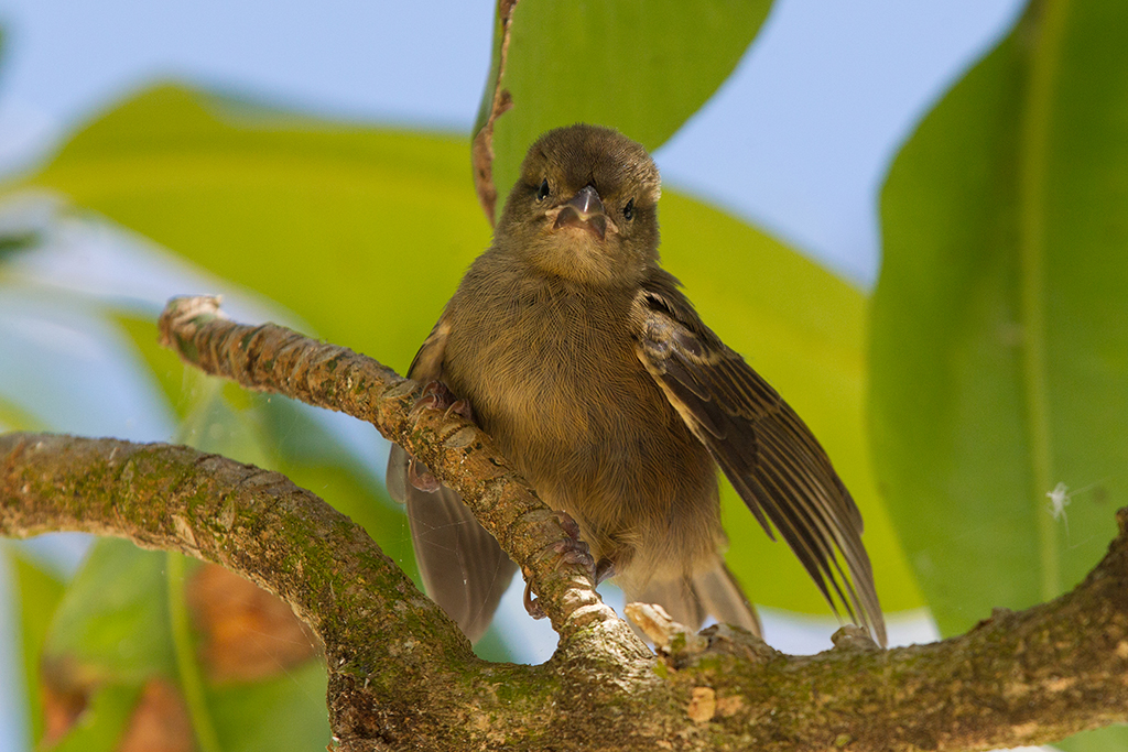 Seychelles Warbler