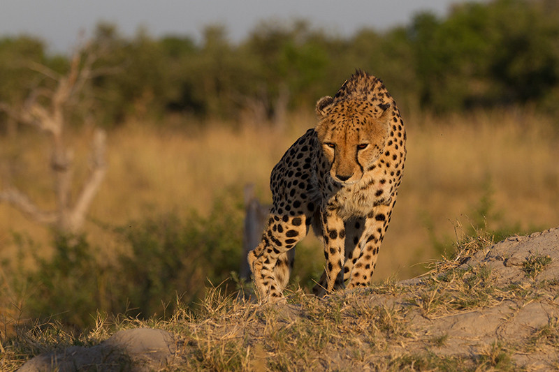 Cheetah,