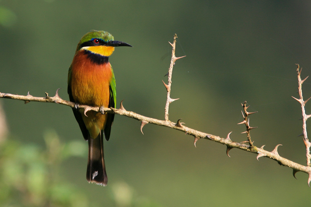 Cinnamun Chested Bee-eater