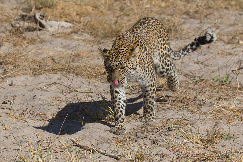 Leopard, Luipaard