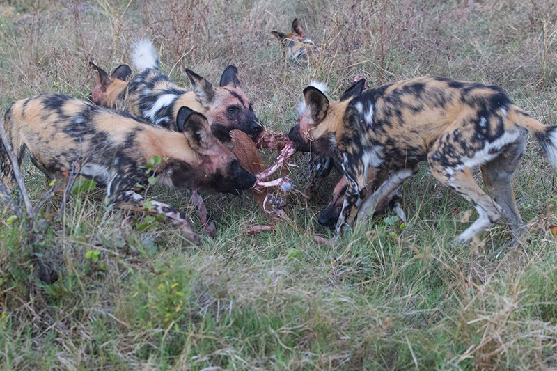 African Wild Dogs with prey, Afrikaanse Wilde Honden