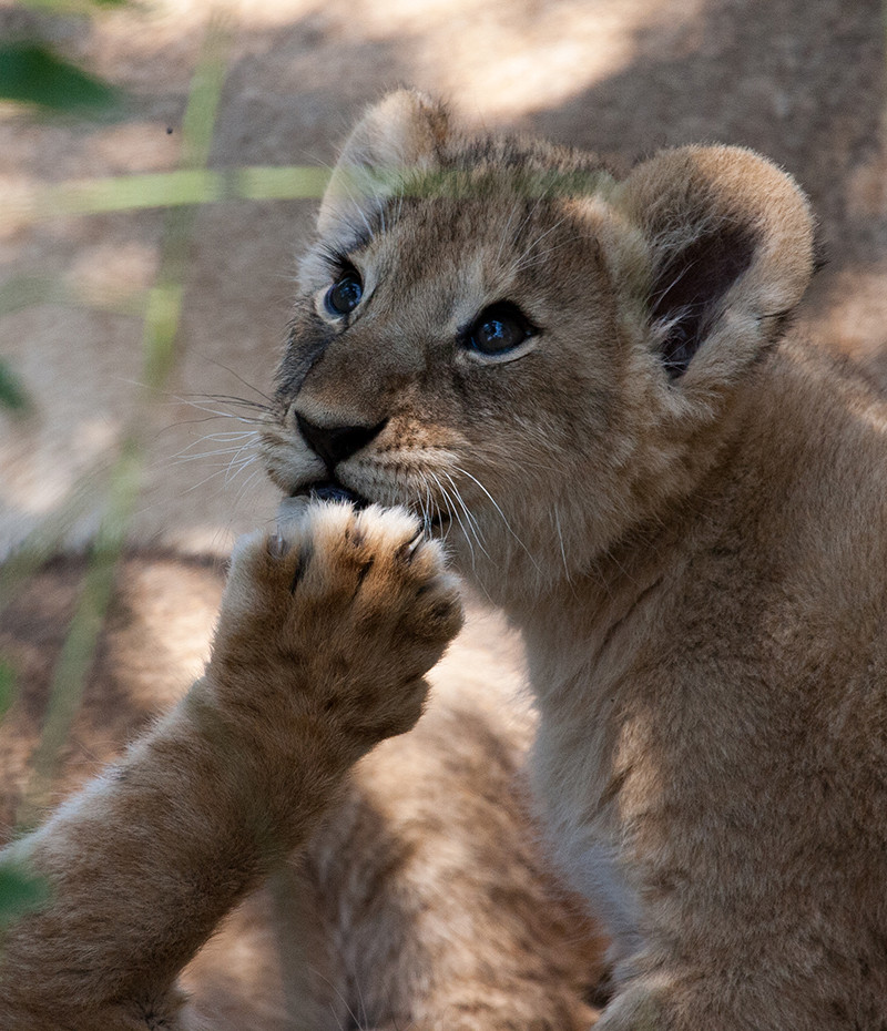 Lion young, Jonge leeuw