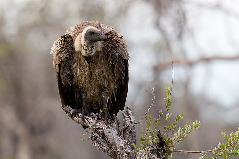 White Backed Vulture