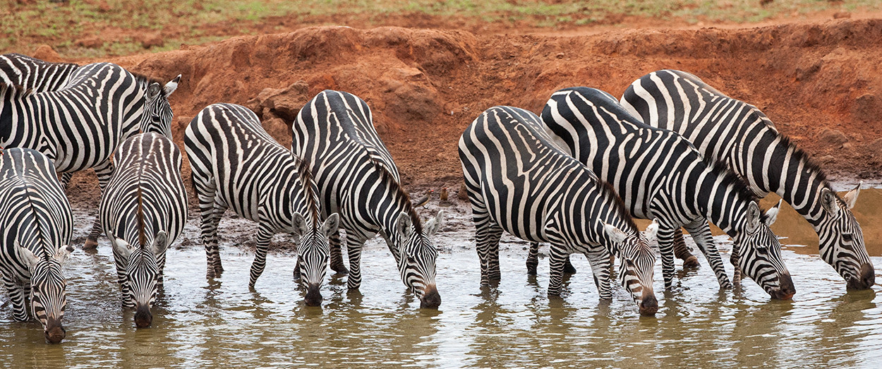 Zebra's