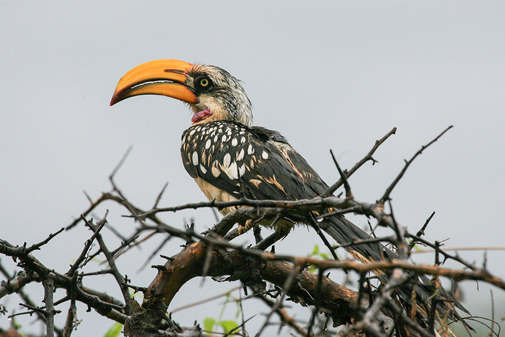 Yellow Billed Hornbill