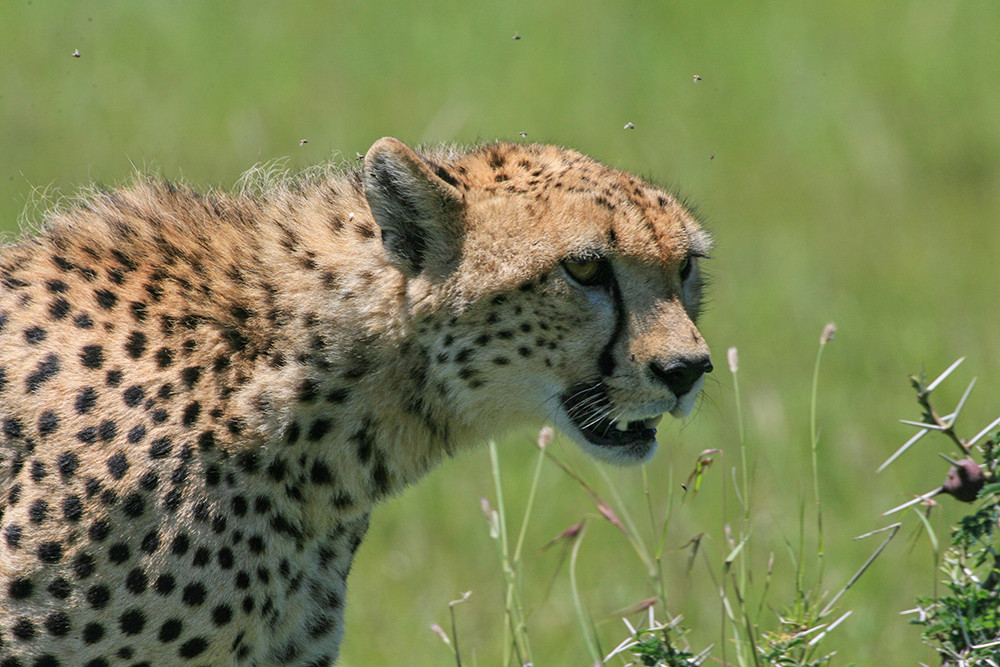 Cheetah,