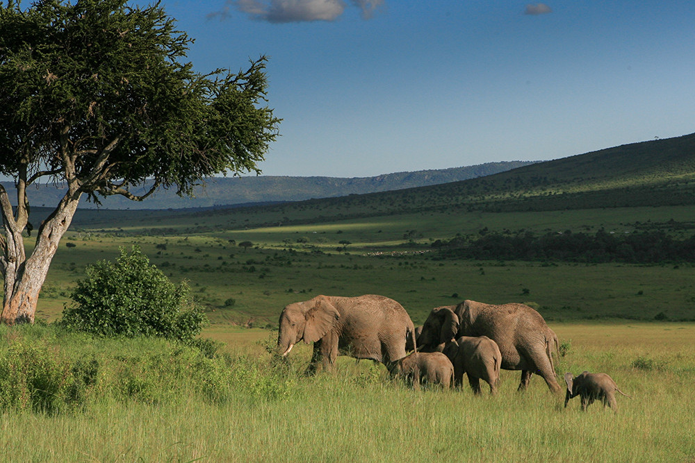 Olifanten in Landschap, Elephants in Landscape