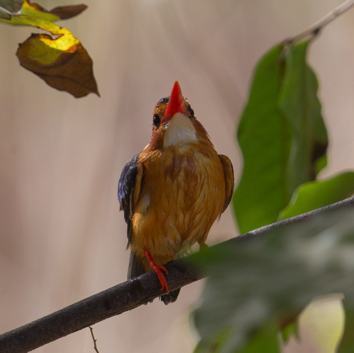 Malechite Kingfisher