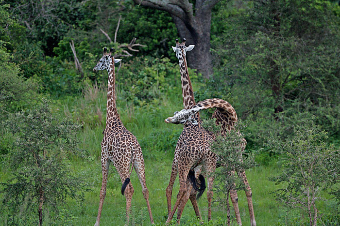 Giraffe fight