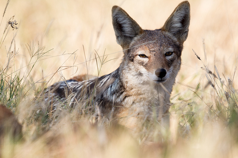 Black backed Jackal,
