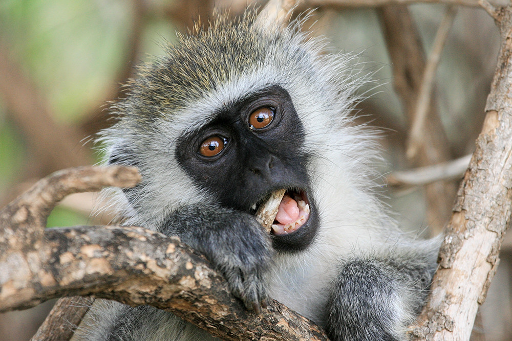 Blue velvet monkey