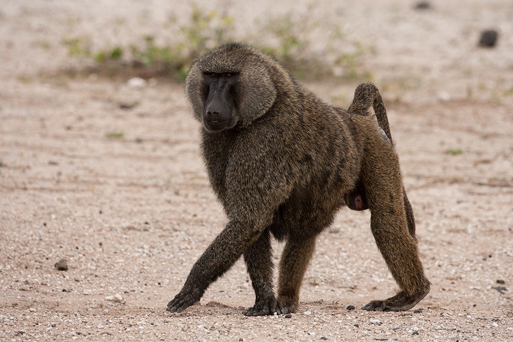 Baboon