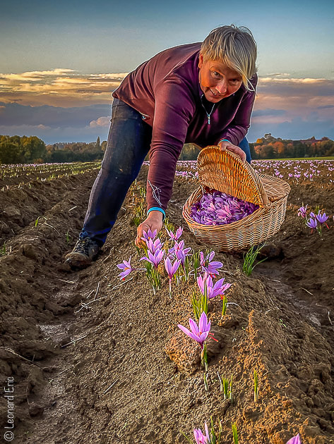 Le vrai, véritable safran, Safran de Cotchia à la cueillette, Belgique, production artisanal et local. Une production naturelle.Photo Léonard Eric