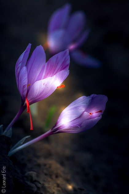 Le crocus à safran ou crocus sativus vendu par le Safran de Cotchia. Une production Belge, artisanal dans le respect de la nature.Photo Léonard Eric