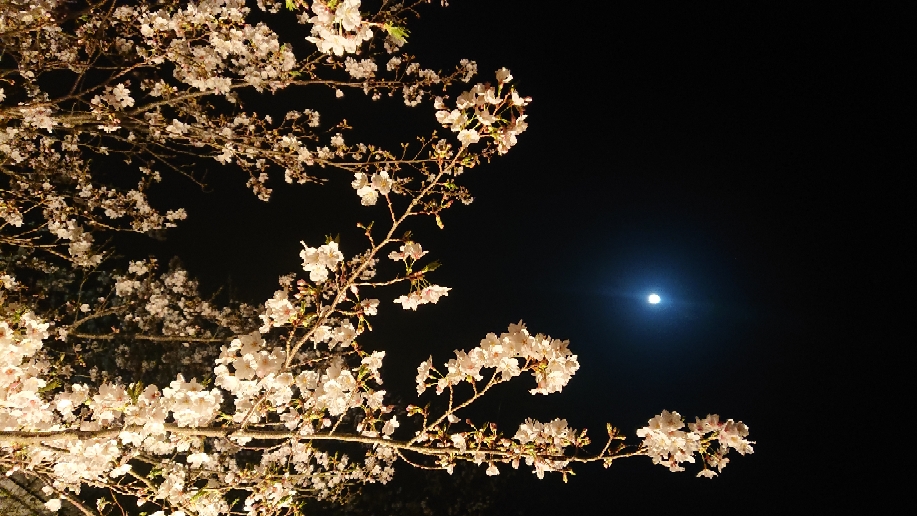 夜桜とお月様😃💕