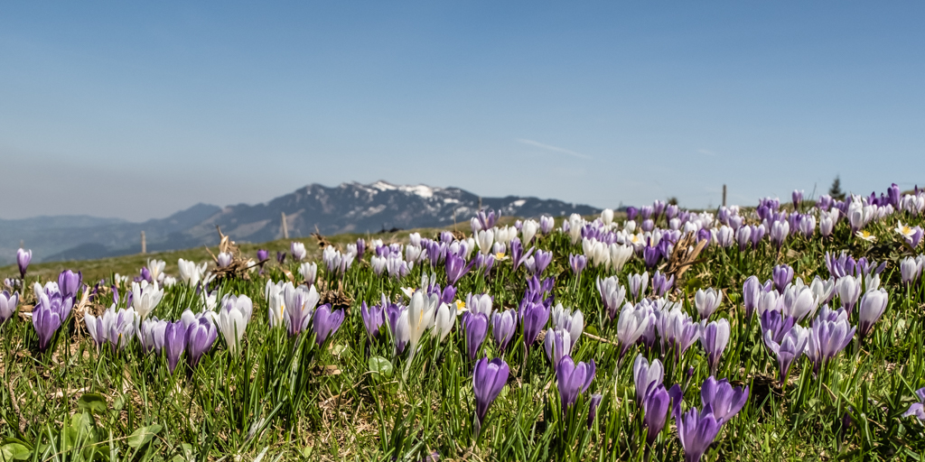 krokusse am rämisgummen