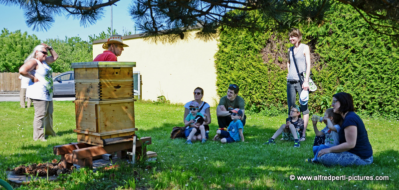 Tag des offenen Bienenstocks beim Fröhlichen Imker Anton Fröhlich in Spillern