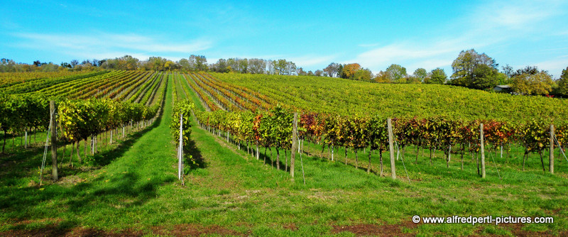 Herbst am Bisamberg