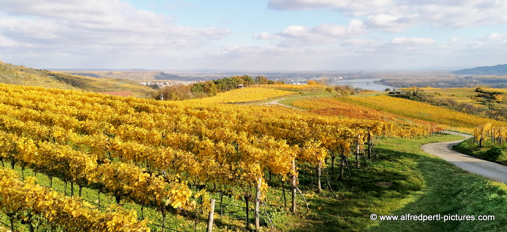 Herbst in den Kremser Weinbergen