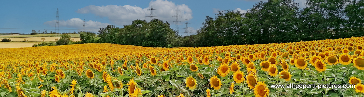 Sonnenblumenfeld bei Enzersfeld