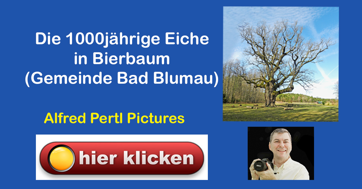 Die 1000jährige Eiche von Bierbaum: Ein majestätisches Naturdenkmal in der Steiermark