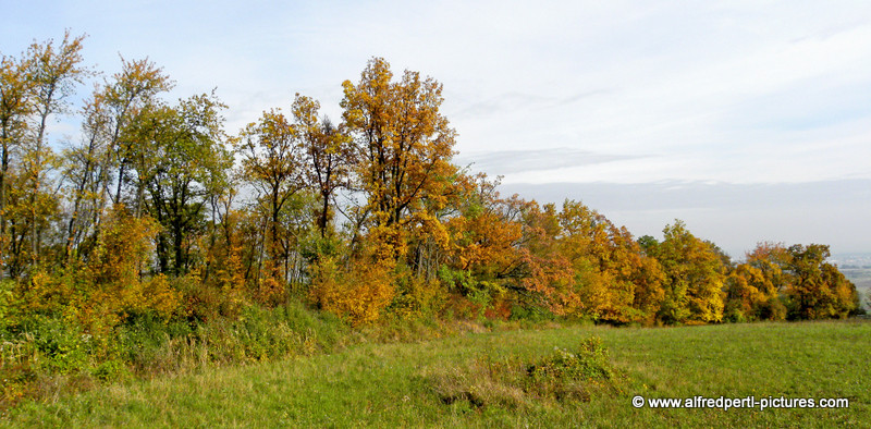 Herbst am Bisamberg