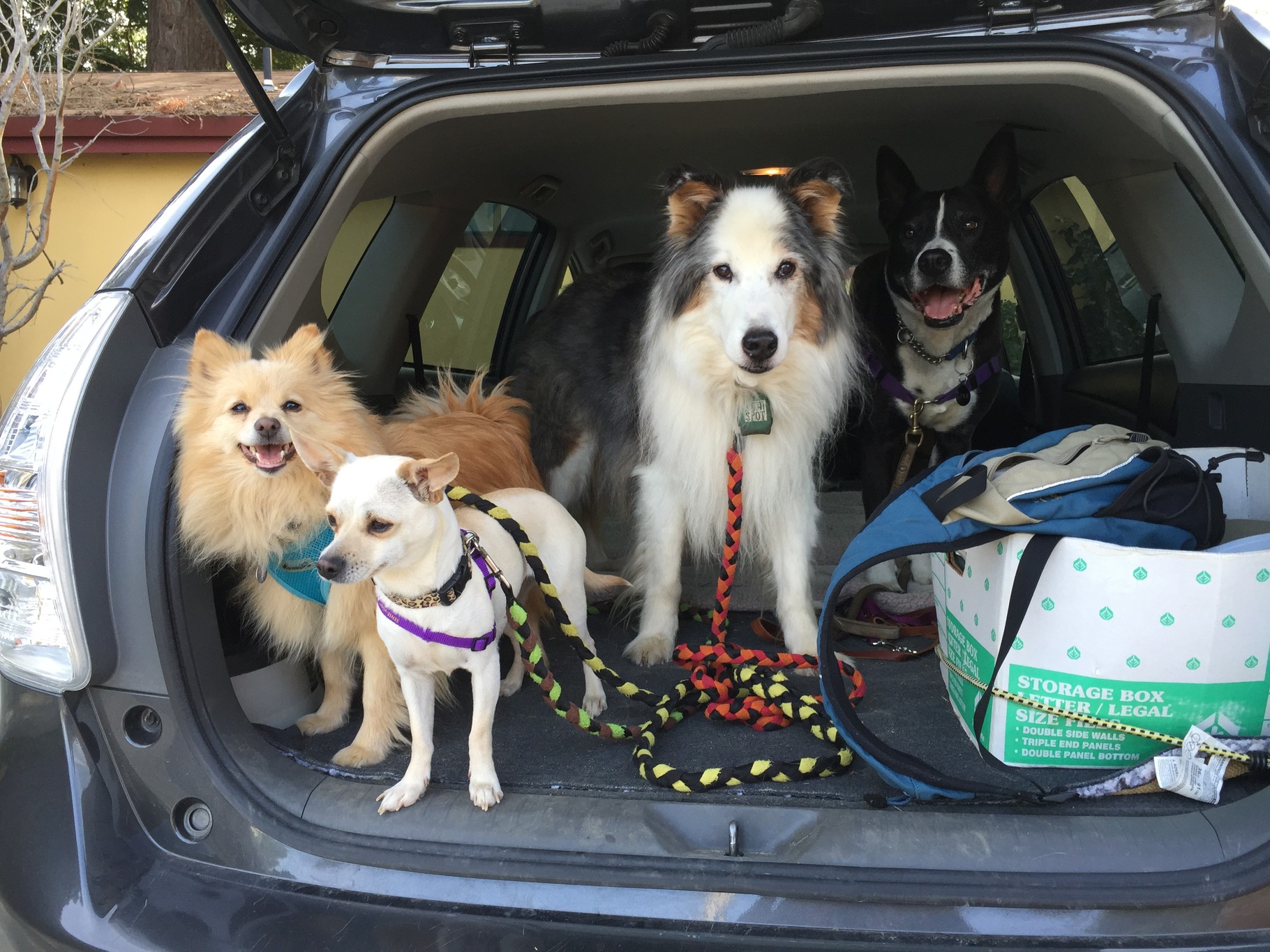 Helpful Handouts Canine Behavior Associates