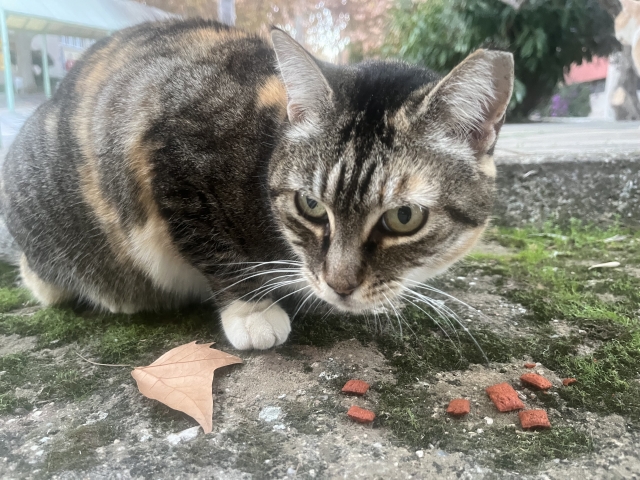日本就職・あなたを動物にたとえると？