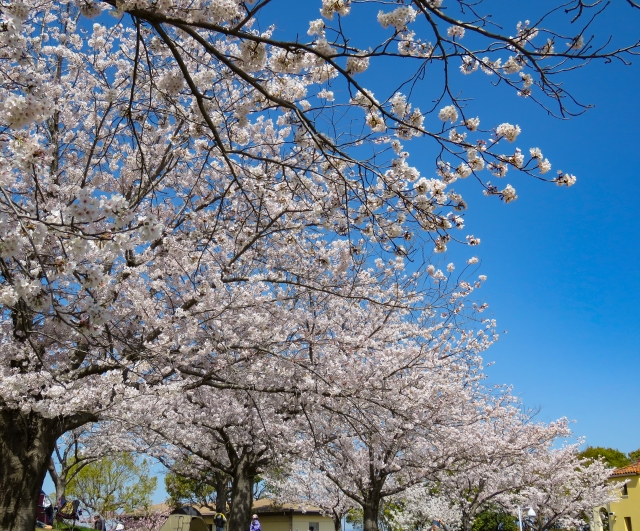 桜・・・