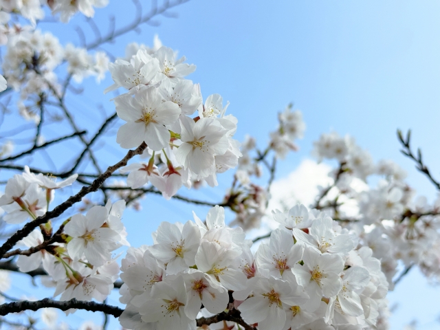 桜と入学式