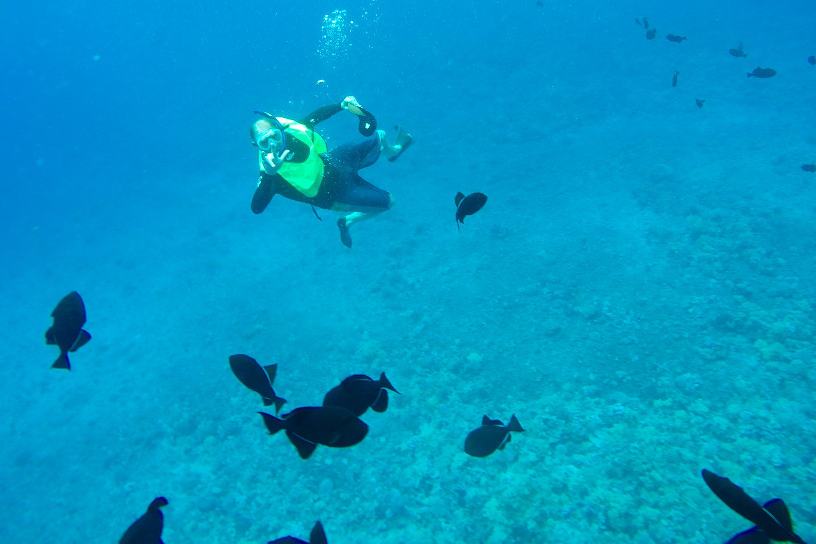 Maui Snorkeling