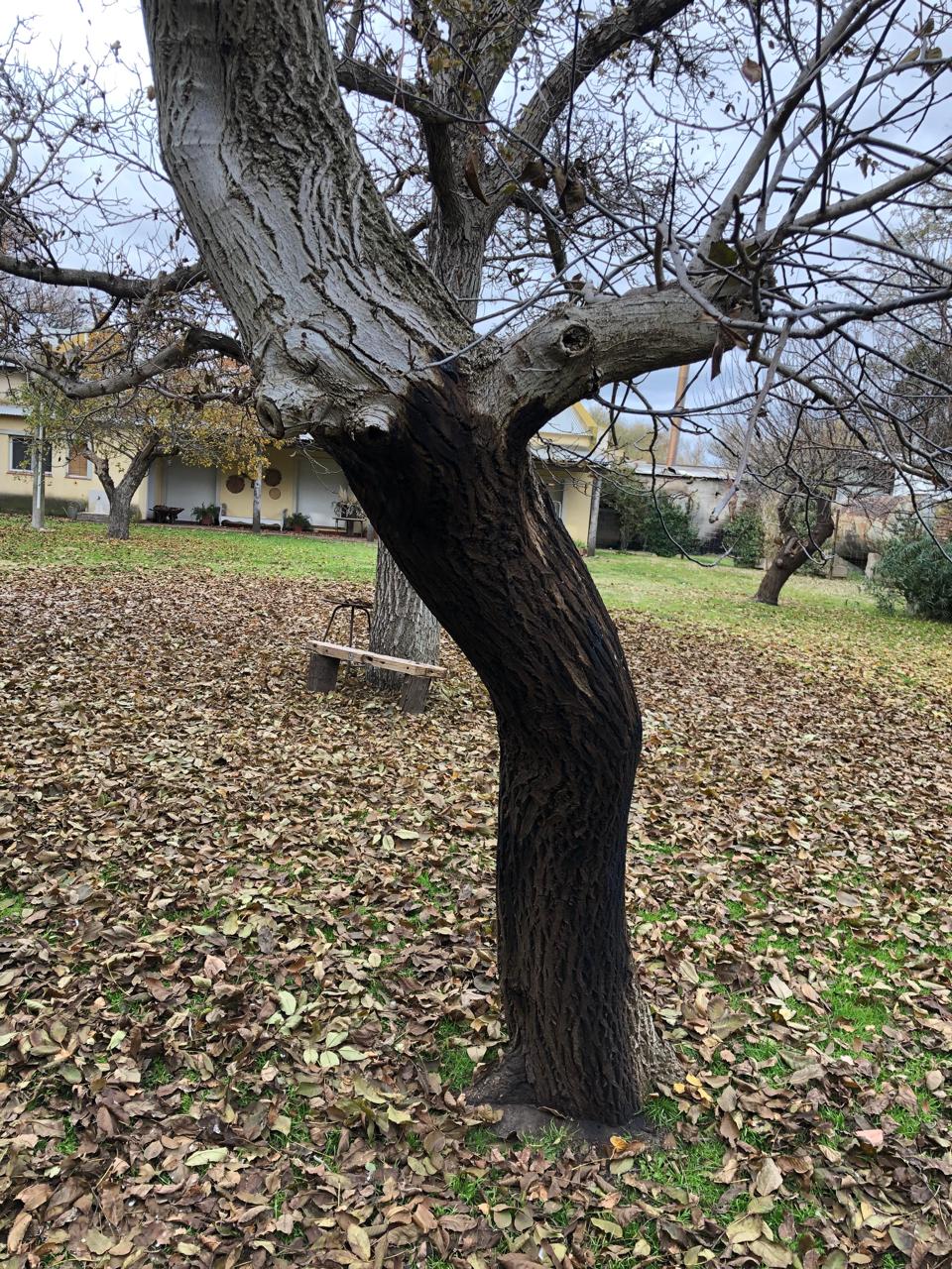 Bark canker in walnut trees